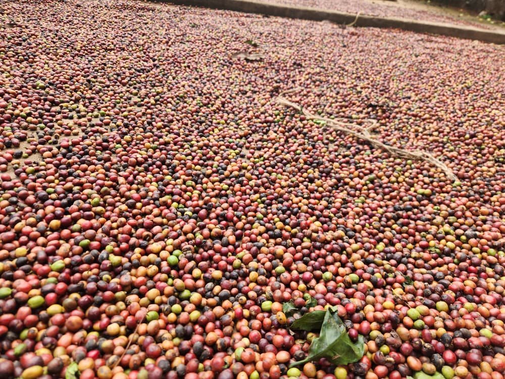 A wide view of coffee cherries drying after harvest